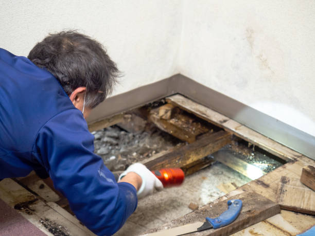  Crosspointe, VA Mold Removal Pros