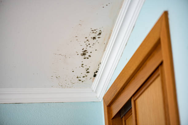 Best Same-Day Mold Removal  in Crosspointe, VA
