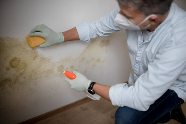 Best Professional Mold Removal  in Crosspointe, VA