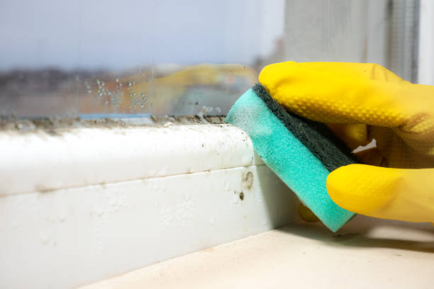 Best Emergency Mold Removal  in Crosspointe, VA