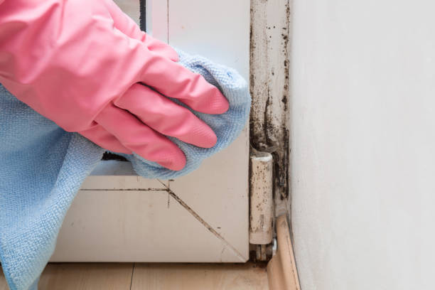 Best Mold Damage Repair  in Crosspointe, VA